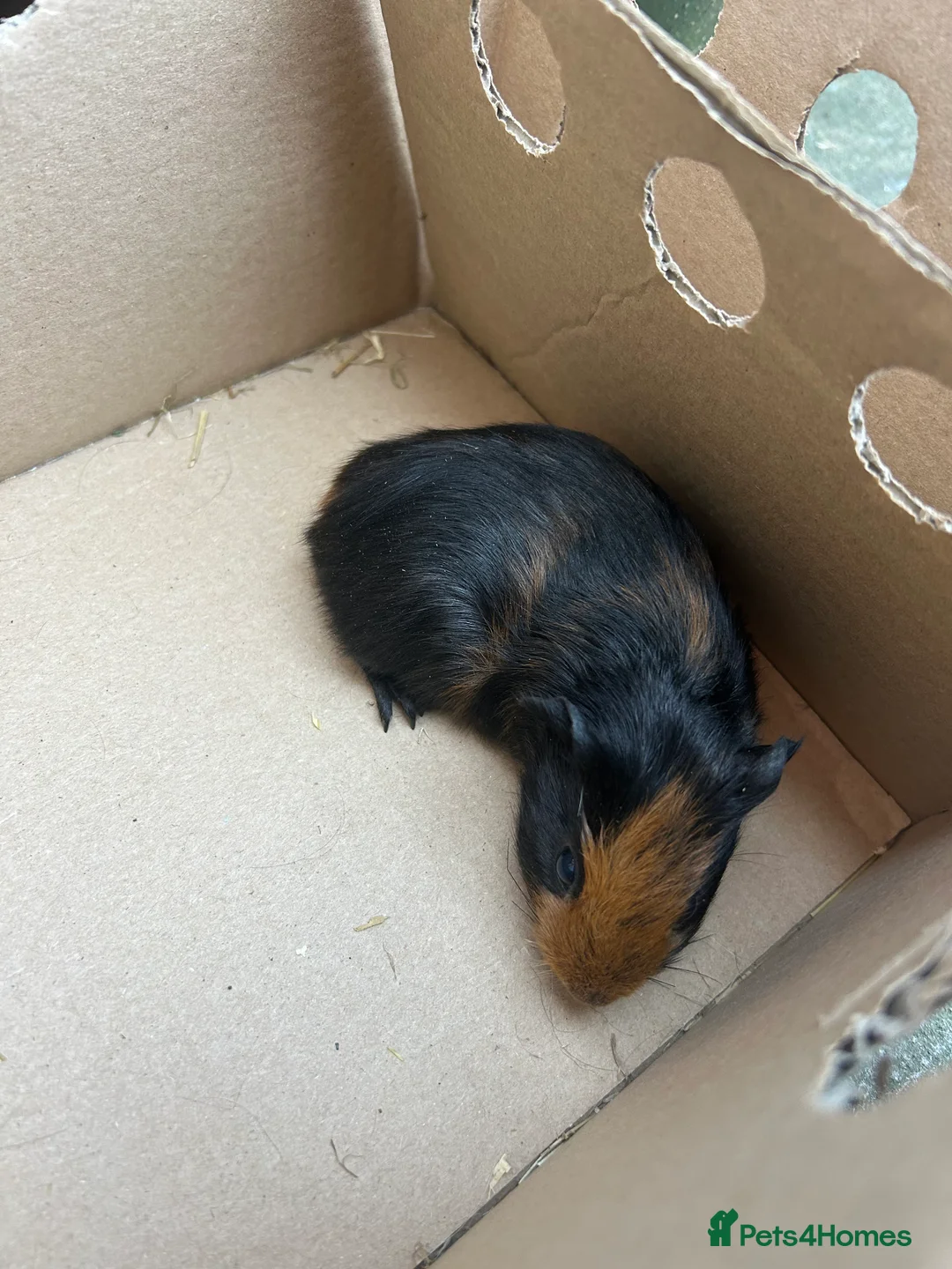 Guinea Pig rodents for sale: 4 male guinea pigs - Advert 4