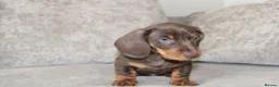 Miniature Dachshund dogs for sale: Miniature dachshund boy - Advert 4