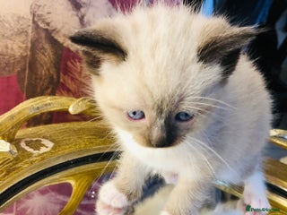 Ragdoll cats Ragdoll kittens - Advert 10