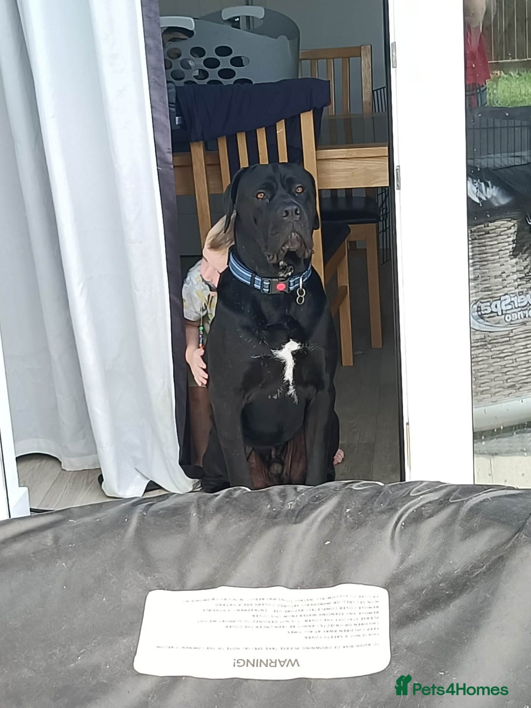 Cane Corso dogs for sale: Cane Corso Italian mastiff (please read) - Advert 8