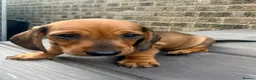 Miniature Dachshund dogs for sale: Miniature short-haired Dachshund - Advert 12