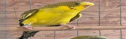 Budgerigars birds for sale: For Breeders only - Advert 8