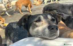 Mixed Breed dogs for adoption: Shirley - Norwich Norfolk  - Image 20