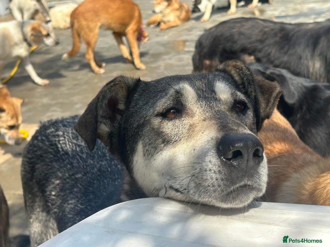 Mixed Breed dogs for adoption: Shirley - Norwich Norfolk  - Image 20