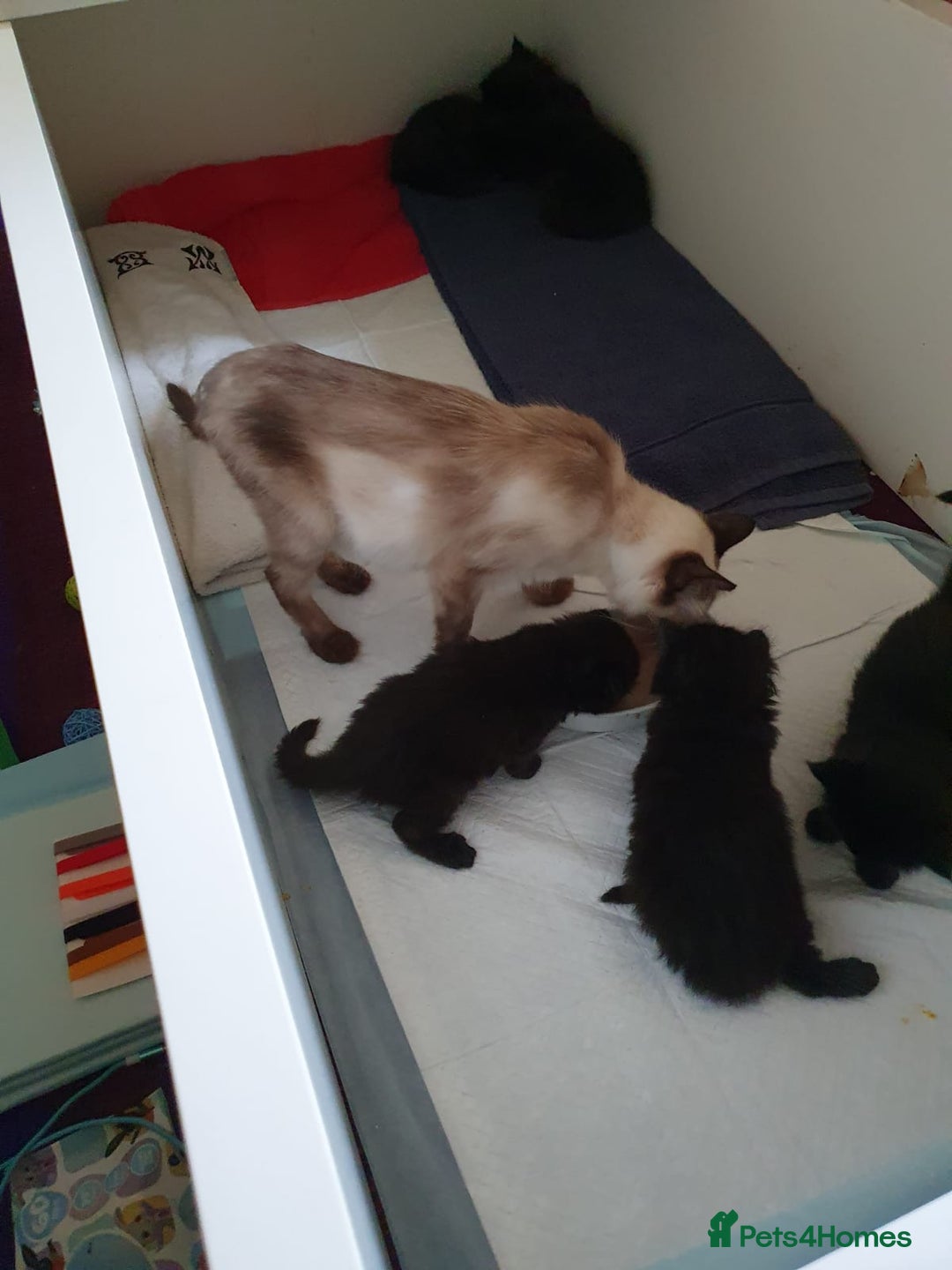 Ragdoll cats for sale: Ragdoll x maincoon - Image 4