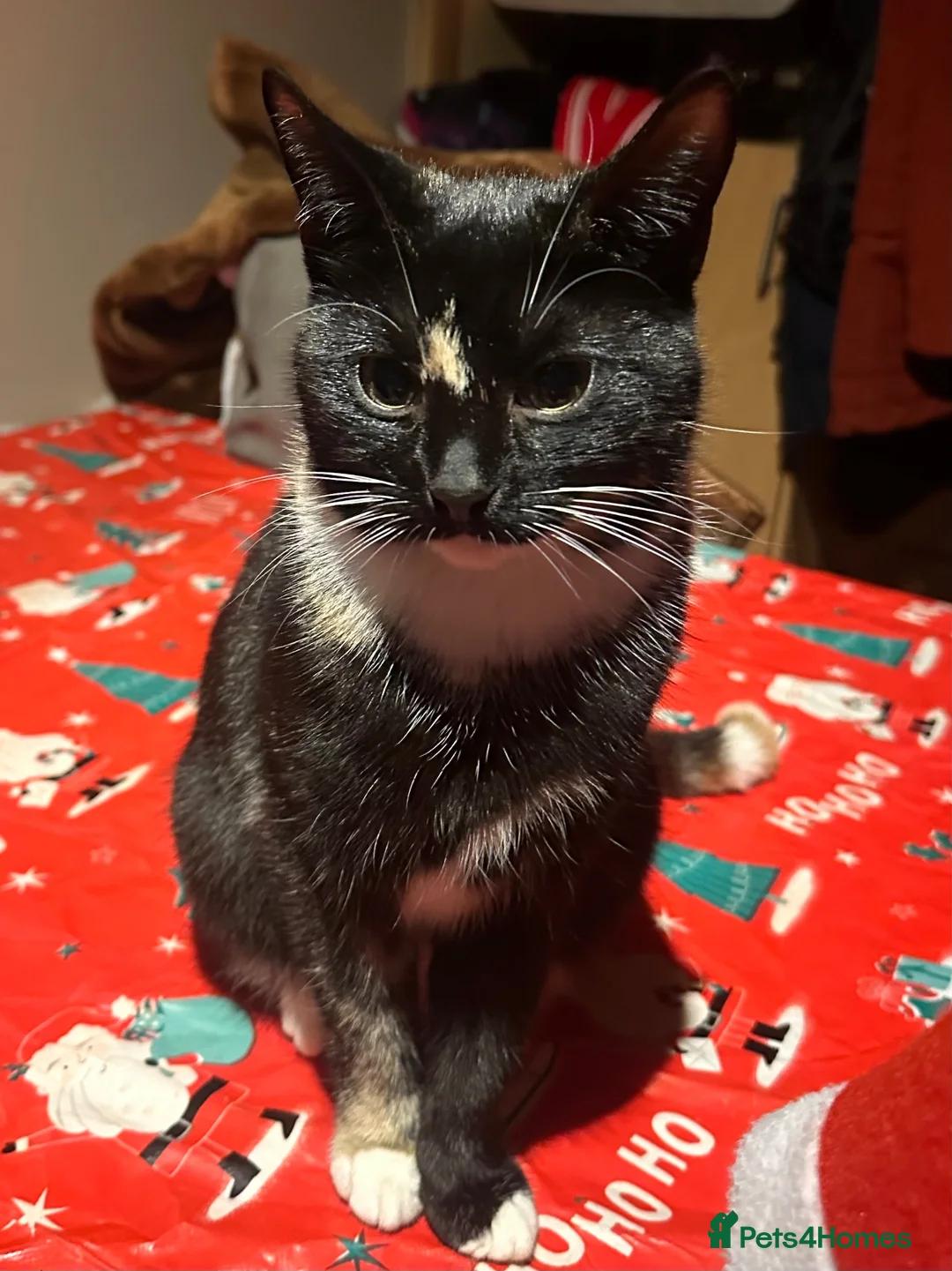 Domestic Shorthair cats for sale: 2 female kittens in Huddersfield - Advert 1