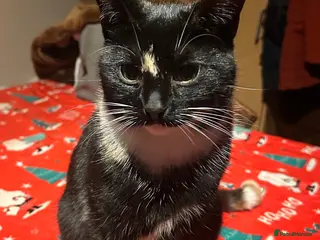 Domestic Shorthair cats 2 female kittens - Advert 1