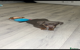 Dachshund dogs for sale: Dachshund puppies ready to leave !  - Image 2