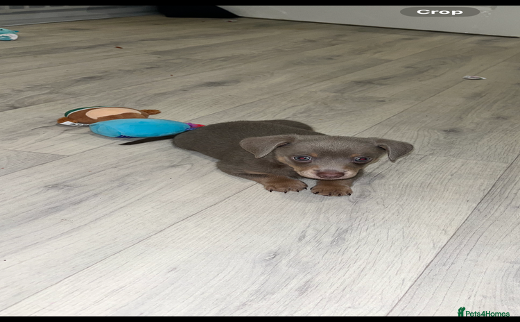 Dachshund dogs - Advert 5