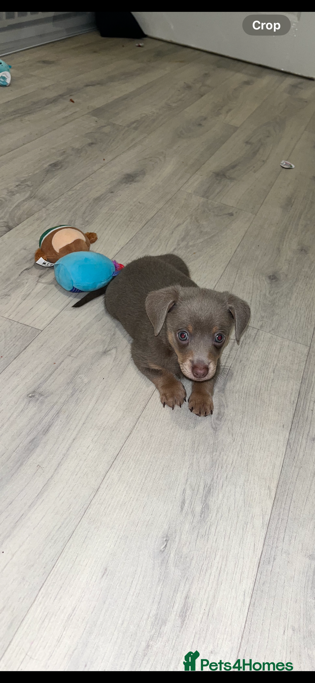 Dachshund dogs for sale: Dachshund puppies ready to leave !  - Image 2