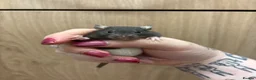Rat rodents for sale: Gorgeous pedigree dwarf rat pups - Advert 24