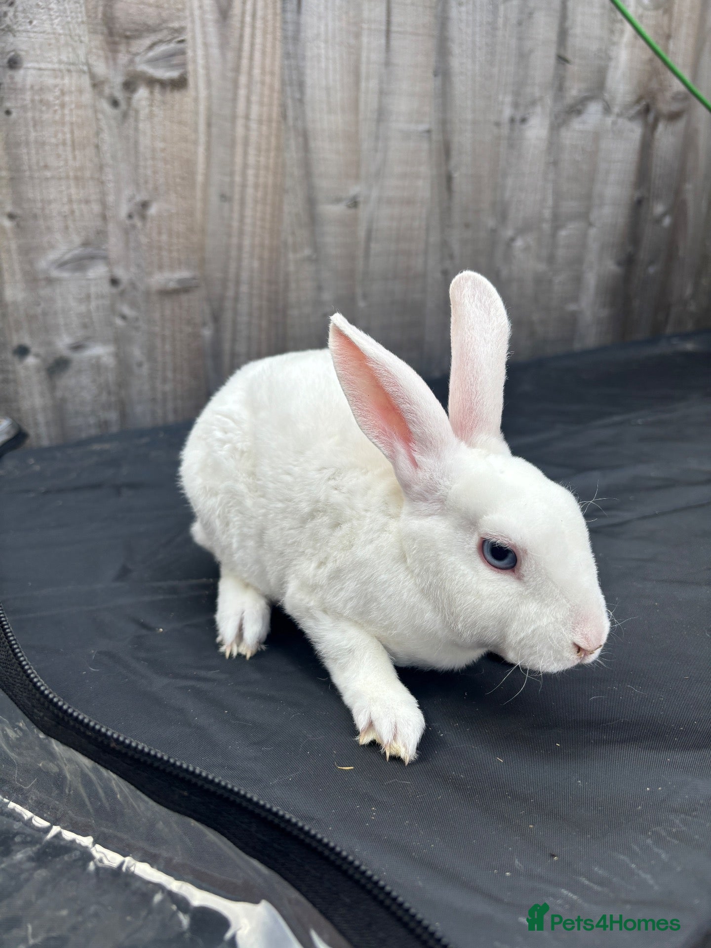 Rex rabbits Ready now - REDUCED 👀 🏡  - Advert 15