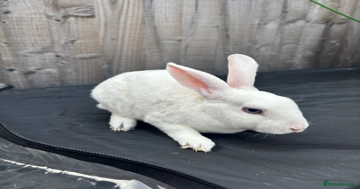 Rex Rabbits for Sale for sale in England | Pets4Homes