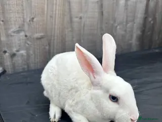 Rex rabbits Ready now - REDUCED 👀 🏡 - Advert 15