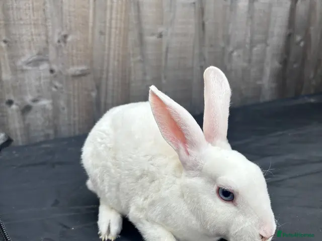 Rex rabbits for sale: Ready now - REDUCED 👀 🏡 - Advert 3