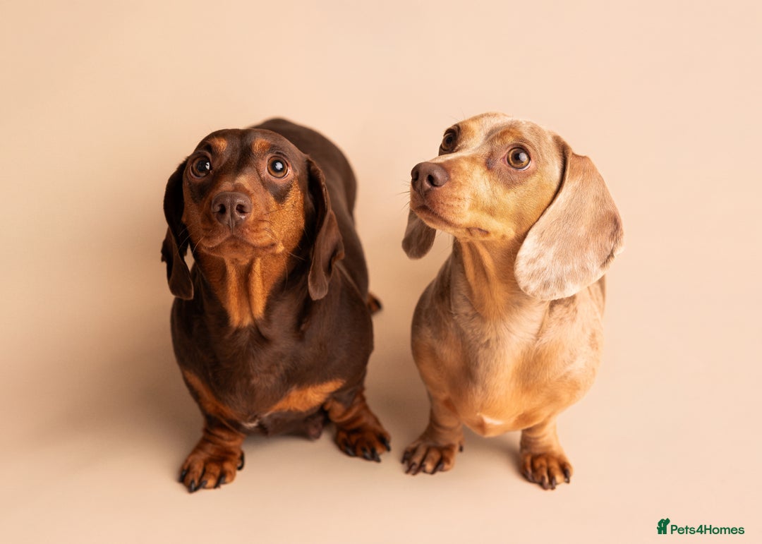 Miniature Dachshund dogs for sale: 🏆Champion KC Mini Dachshunds 0.4% COI 👌🏻 - Image 23