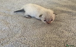 Ragdoll cats for sale: RAGDOLL X KITTENS  - Image 18