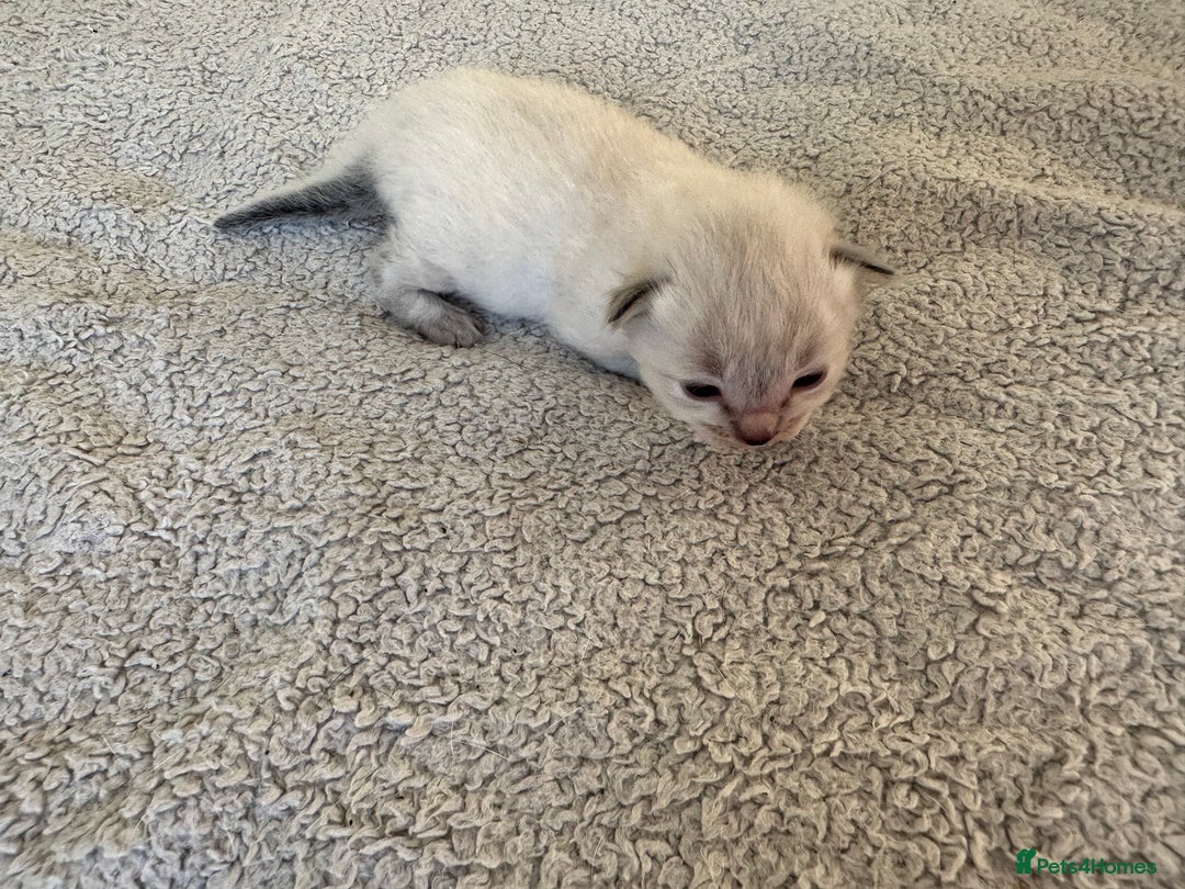 Ragdoll cats for sale: RAGDOLL X KITTENS  - Image 18