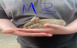 French Lop rabbits for sale: Baby lops  - Image 7