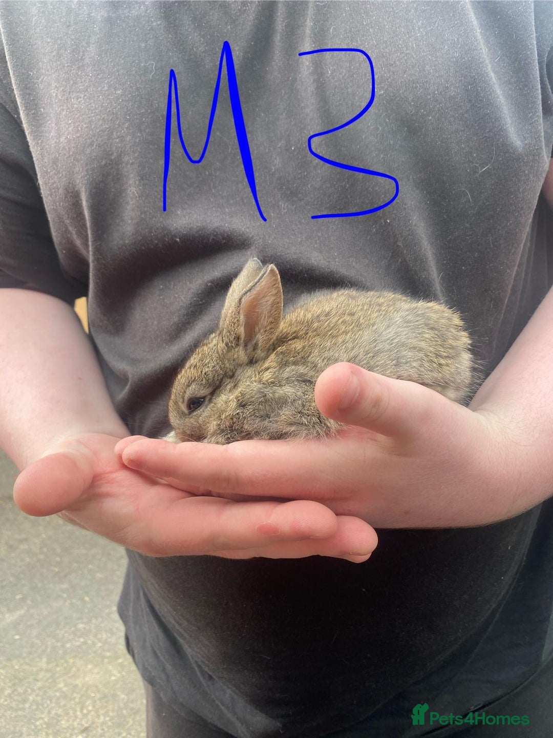 French Lop rabbits for sale: Baby lops  - Image 7