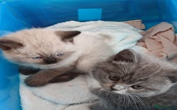 British Shorthair cats for sale: British Shorthair Kittens - Image 8