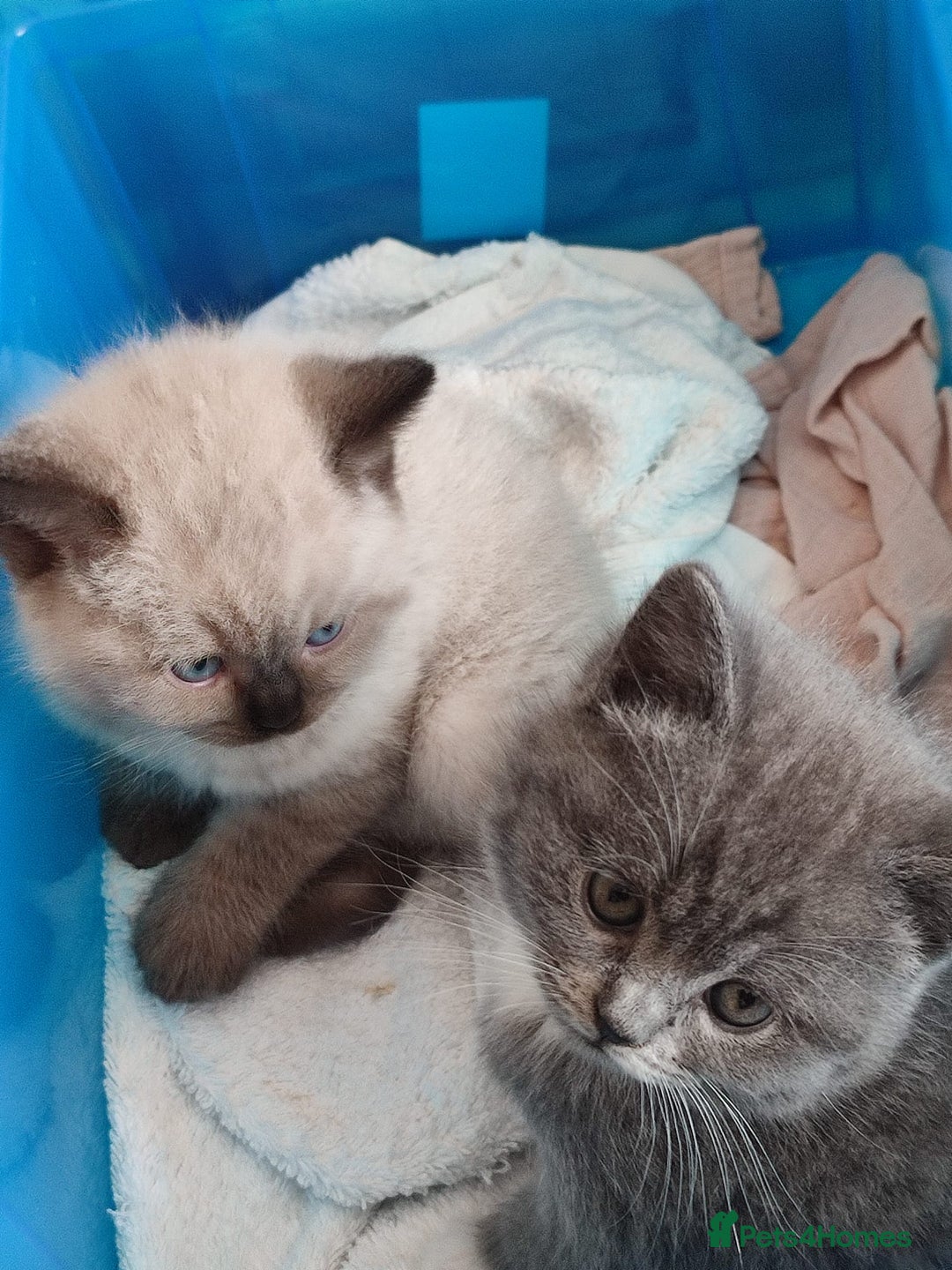 British Shorthair cats for sale: British Shorthair Kittens - Image 8