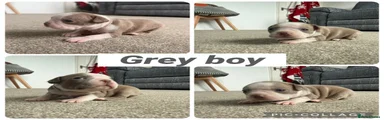 Boston Terrier Grey Boy