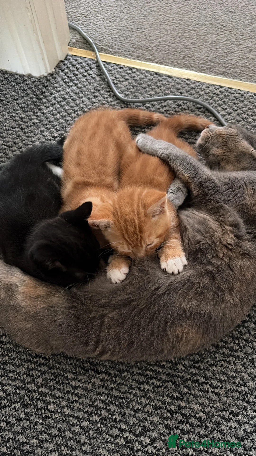 Mixed Breed cats for sale: 3 Beautiful Kittens  - Advert 14