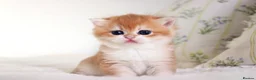 Scottish Fold cats for sale: **RARE & EXCLUSIVE SCOTTISH FOLD BABIES - Advert 5