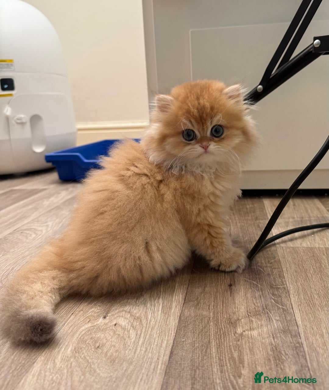 British Longhair cats for sale: ✨ Exquisite Golden Longhair Kitten ✨ - Advert 4