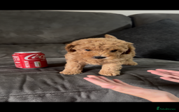 Toy Poodle dogs for sale: Stunning toy poodles  - Image 34