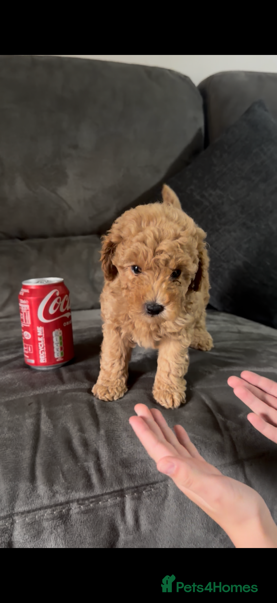 Toy Poodle dogs for sale: Stunning toy poodles  - Image 34