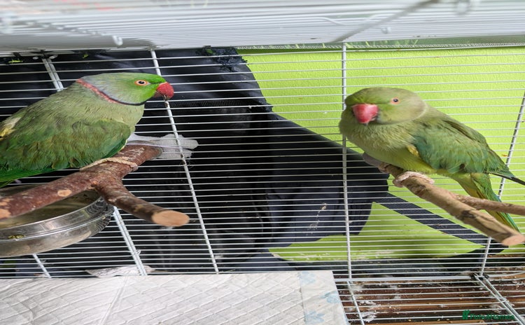 Ringnecks birds - Advert 1