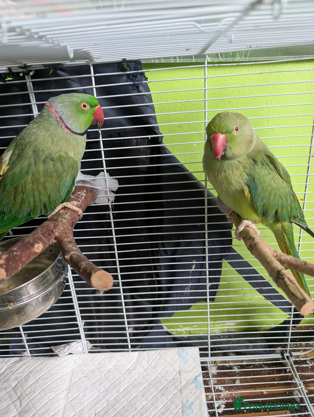 Ringnecks birds for sale: Breeding pair of Indian rinkneck needs a new home - Image 1