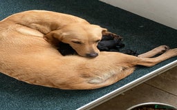 Labrador Retriever dogs for sale: KC health tested Labrador puppies  - Image 3