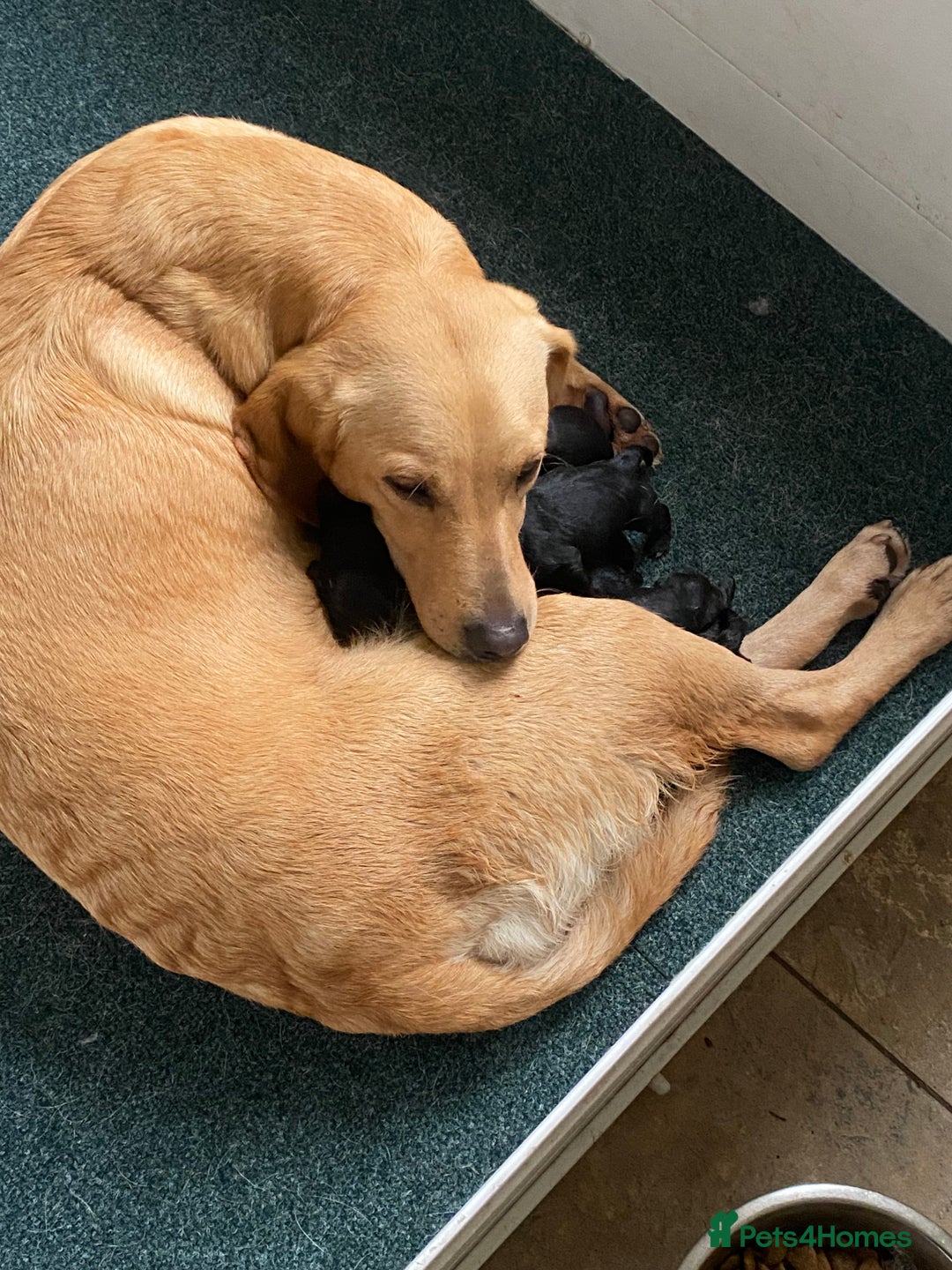 Labrador Retriever dogs for sale: KC health tested Labrador puppies  - Image 3