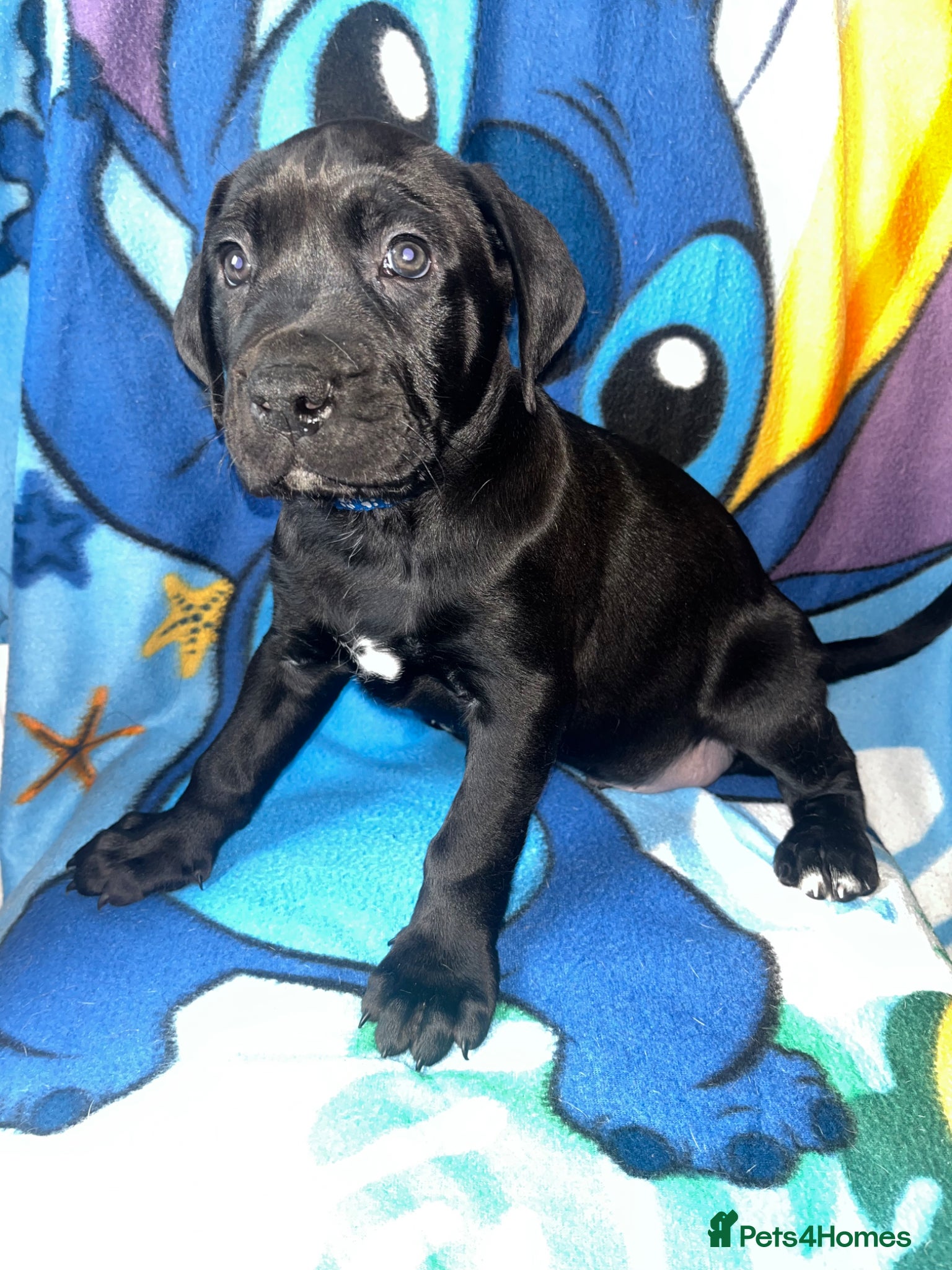 Mastiff dogs 2 gorgeous mixed mastiff boys left  - Advert 2