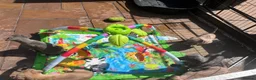 Whippet dogs for sale: 5 beautiful whippet puppies - Advert 7