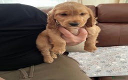 Cocker Spaniel dogs for sale:  Cocker spaniel puppies  - Advert 16