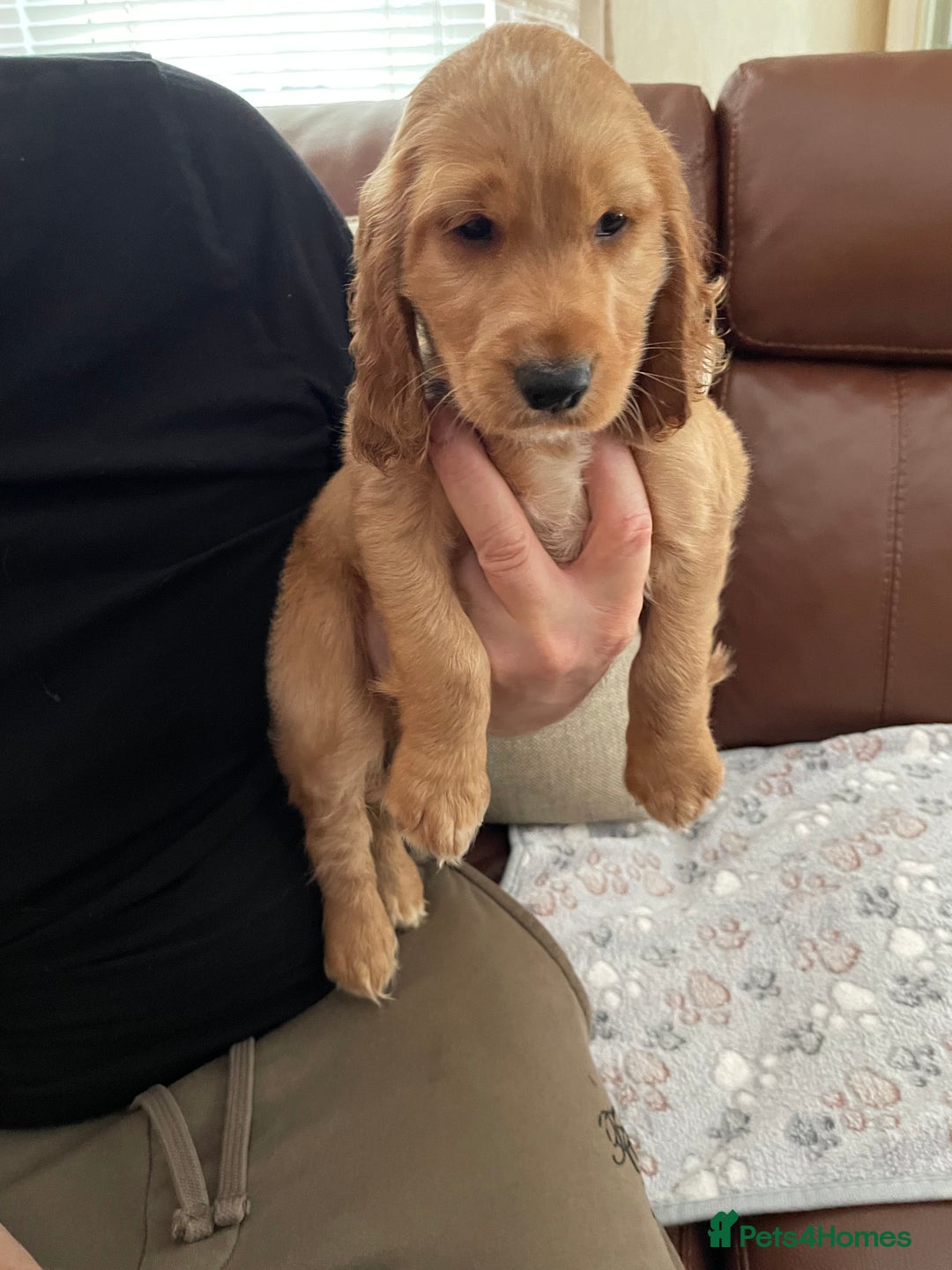 Cocker Spaniel dogs for sale:  Cocker spaniel puppies  - Advert 16