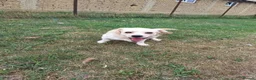 Mixed Breed dogs for adoption: Toby for adoption in Uxbridge - Advert 2
