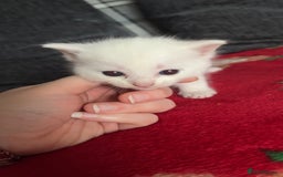 Mixed Breed cats for sale: 4 beautiful little girls looking for homes  - Advert 5