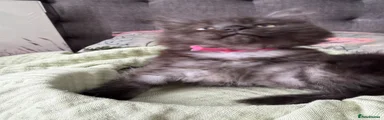 Maine Coon cross Pink