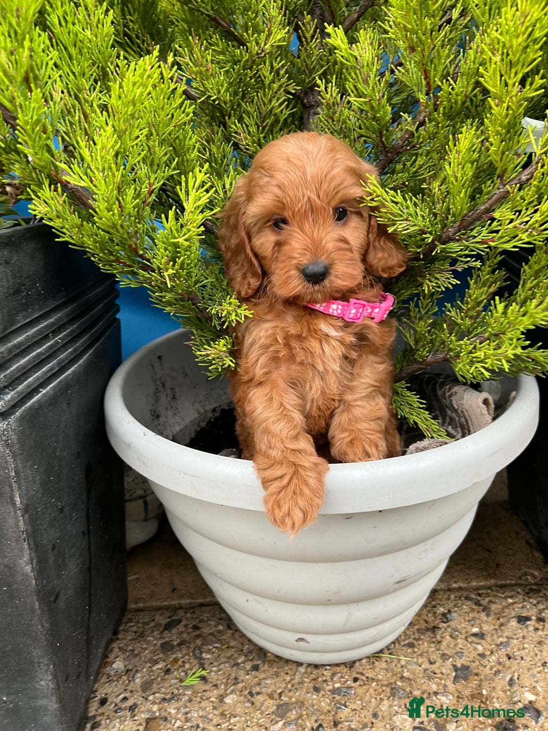 Cockapoo dogs for sale: LAST GIRL!!!!! F1 Cockapoo Puppies!!! - Advert 17