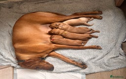 Labradoodle dogs for sale: Red & Apricot F1 Miniature Labradoodle Puppies - Image 1