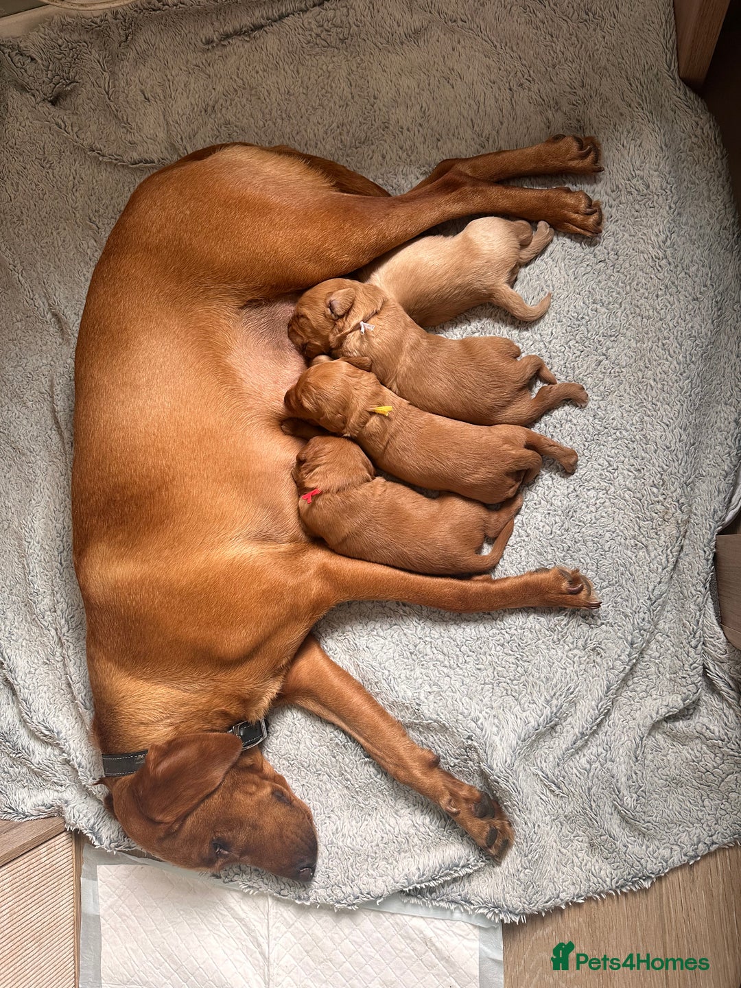 Labradoodle dogs for sale: Red & Apricot F1 Miniature Labradoodle Puppies - Image 1