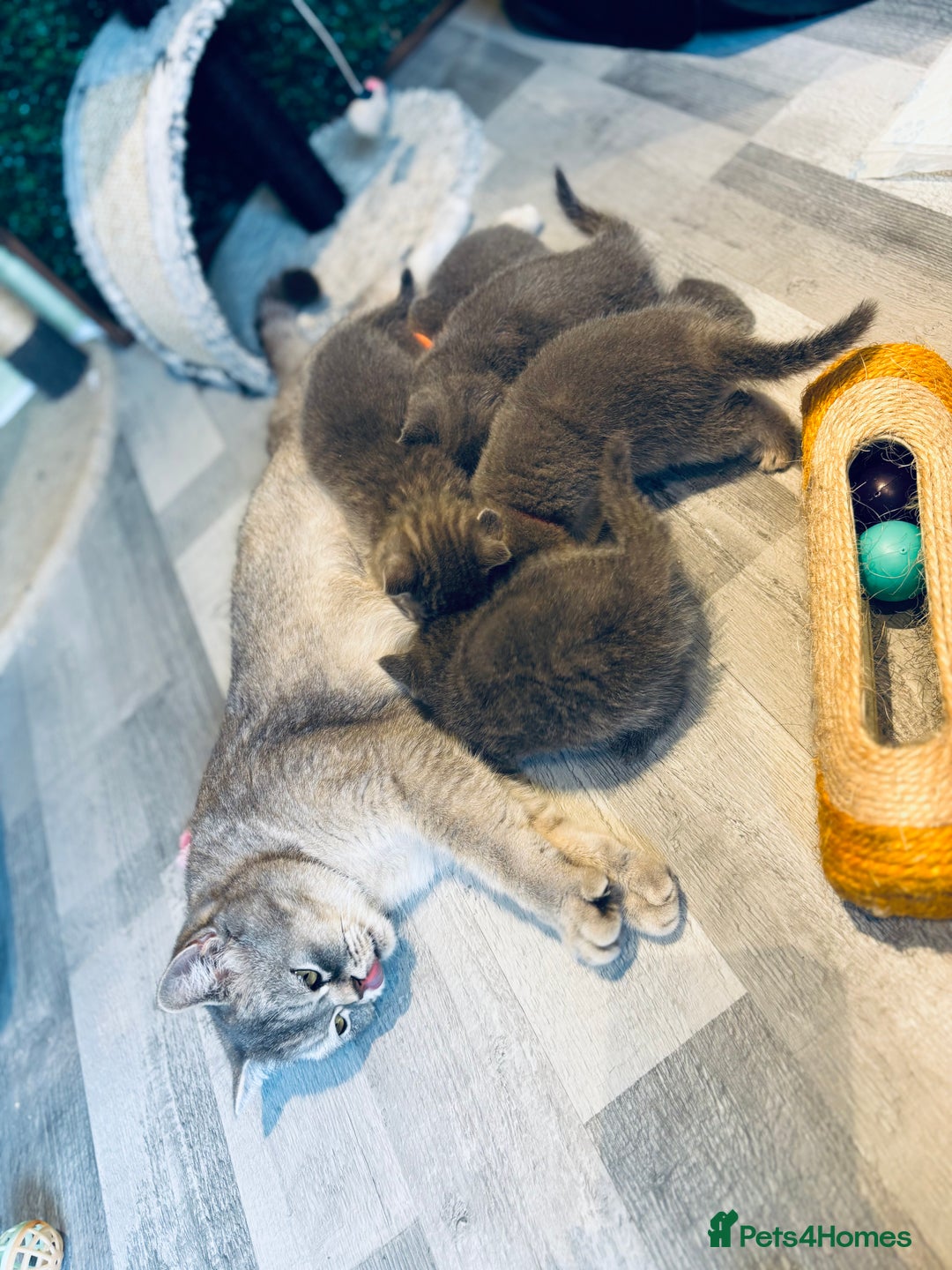 British Shorthair cats for sale: British shorthair kittens  - Image 12