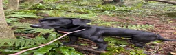 Labrador Retriever dogs for sale: Fully Health Tested, KC Reg Labradors Due June  - Advert 6