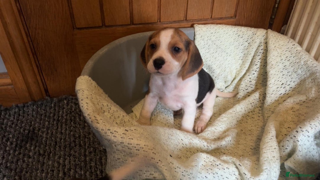 Beagle dogs for sale: Beagle puppies  - Image 4