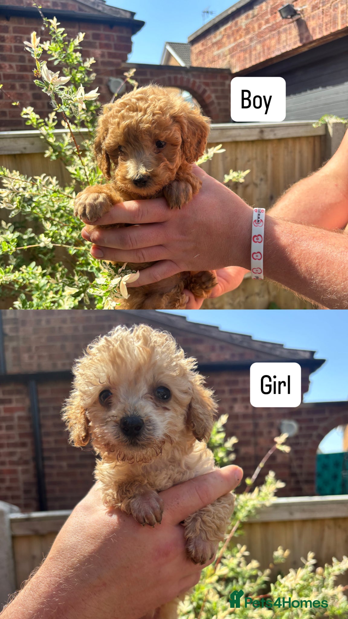 Toy Poodle dogs Beautiful Litter of Toy Poodle Pups  - Advert 11